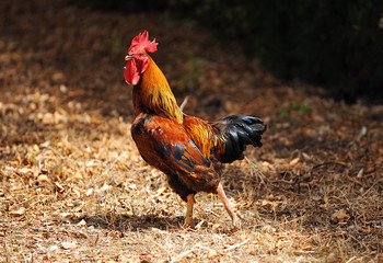 Red rooster in the field