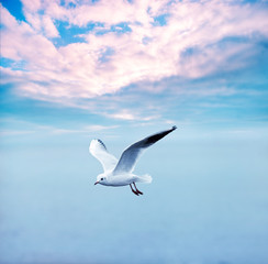 gull soaring against a clouds sky