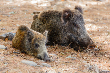Wilde zwijnen in Milli national park
