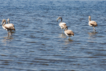 Flamingo's in het Bafa meer - Camici Golu