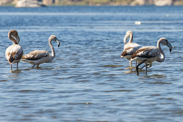 Flamingo's in het Bafa meer - Camici Golu