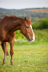 Naklejka na ściany i meble Bay horse, 6 years old, outdoors in the rays of the sunset