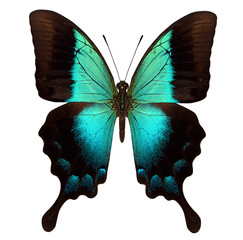 Fototapeta premium beautiful butterfly isolated on white