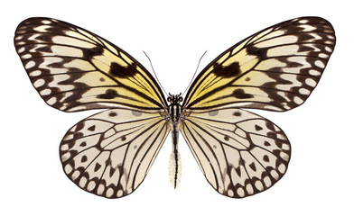 beau papillon isolé sur blanc