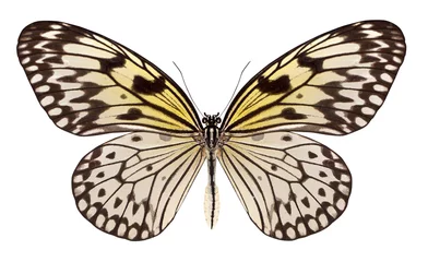 Papier Peint photo Lavable Papillon beau papillon isolé sur blanc