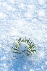 Small pine tree in the snow.