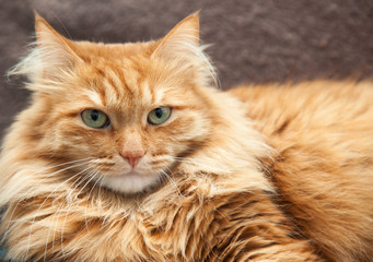 fluffy red cat close-up