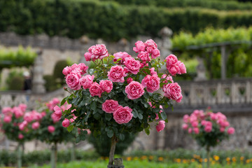 Obraz premium Gardens and Chateau de Villandry in Loire Valley in France