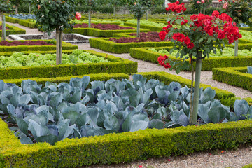 Kitchen garden in  Chateau de Villandry. Loire Valley, France