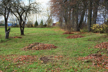 piles of autumn leaves on the lawn