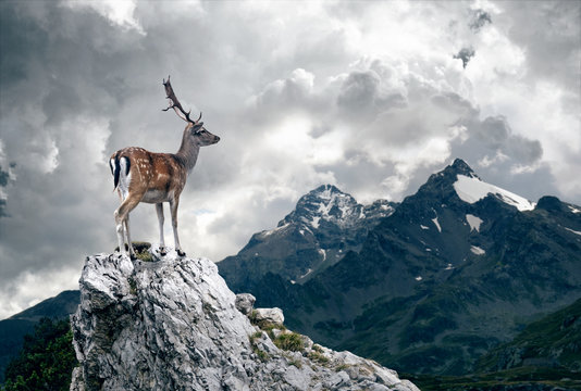 Lonely Deer