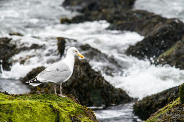Seagulls on the pier