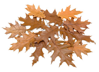 Fototapeta premium brown autumn leaves on a white background
