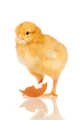 Obraz premium Little chicken