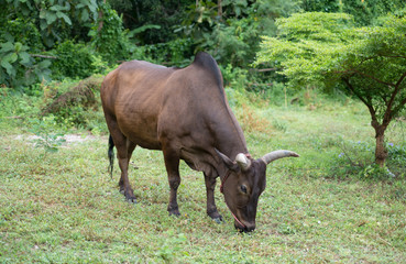 dark brown cow eating in the field