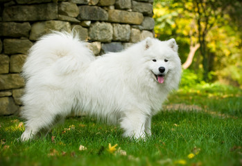 beautiful Samoyed
