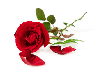 single red rose