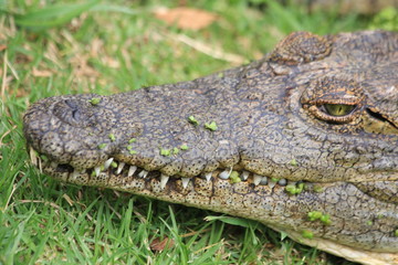Krokodil Safari