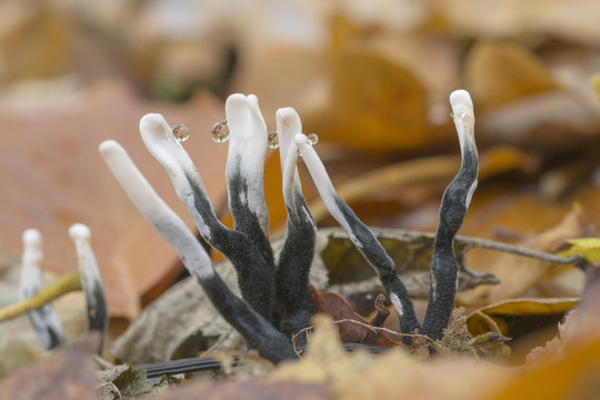 Langstielige Ahorn-Holzkeule (Xylaria longipes)