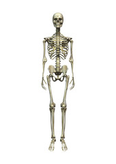 Human Skeleton