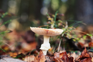 amanita mushroom in autumn forest
