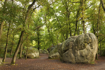 Forest of Fontainebleau, Seine-et-marne, Ile de France, France