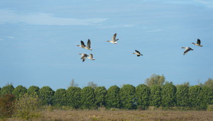 Wild geese flying in the sky at fall