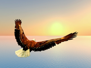 Fototapeta na wymiar Sea Eagle