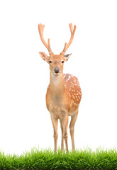 sika deer with green grass isolated
