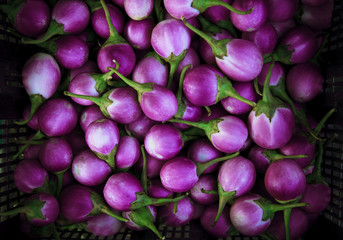 purple eggplant violet king