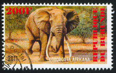 Elephant