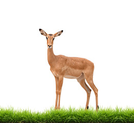 impala with green grass isolated