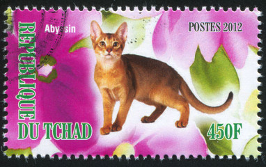 Abyssin cat