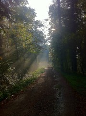 Obraz premium Waldweg