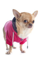 dressed chihuahua