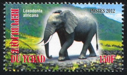 African bush elephant