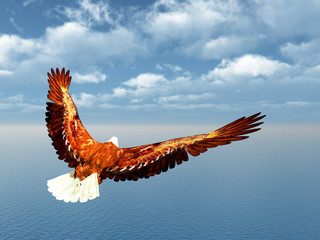 Fototapeta na wymiar Sea Eagle
