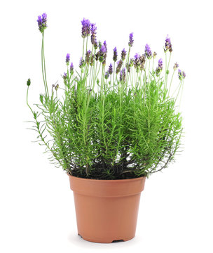 Fototapeta lavender plant