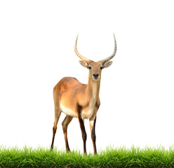 red lechwe with green grass isolated