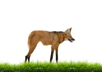 maned wolf with green grass isolated