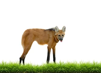 Papier Peint photo autocollant Loup maned wolf with green grass isolated