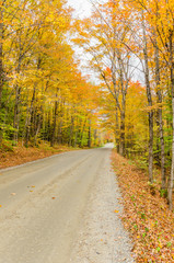 Dirt Road through an Autumn Forest