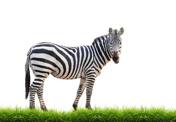 Foto op Canvas zebra with green grass isolated © anankkml