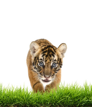 baby bangal tiger with green grass isolated