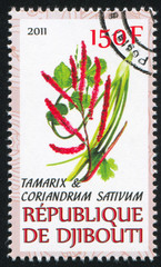 Tamarix and Coriander