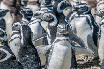 Fototapete Antarktis magellanic penguins