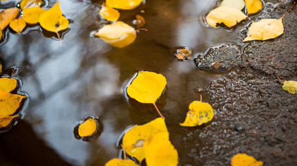 Autumn leaves