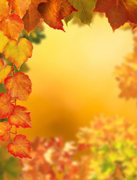 Natur Bl&auml;tter Herbst / Hintergrund