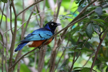 Ptak egzotyczny z Azji © Rochu_2008