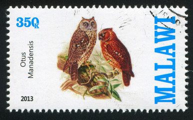 Owl